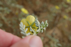Tribulus arabicus