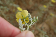 Tribulus arabicus