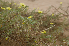 Tribulus arabicus