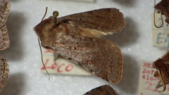 Cerastis rubricosa