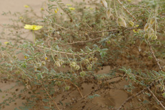 Tribulus arabicus