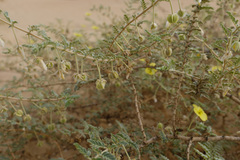 Tribulus arabicus