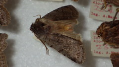Cerastis rubricosa