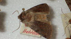 Cerastis rubricosa