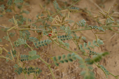 Indigofera colutea