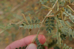 Indigofera colutea