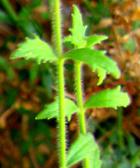 Chaenostoma hispidum