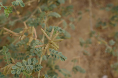 Indigofera colutea