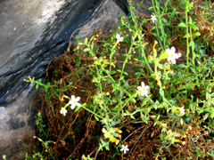 Chaenostoma hispidum