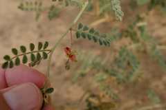Indigofera colutea