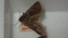 Cerastis rubricosa