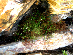 Chaenostoma hispidum