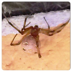 Latrodectus geometricus