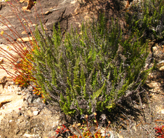 Cheilanthes hirta hirta
