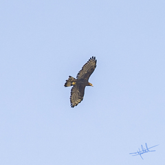 Pernis ptilorhynchus