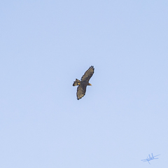 Pernis ptilorhynchus