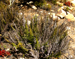 Cheilanthes hirta hirta