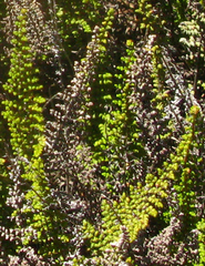 Cheilanthes hirta hirta