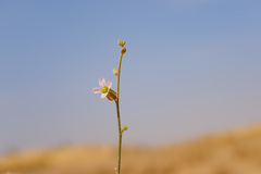 Farsetia