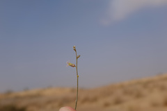 Farsetia