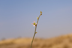 Farsetia