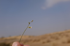 Farsetia