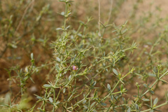 Fagonia bruguieri