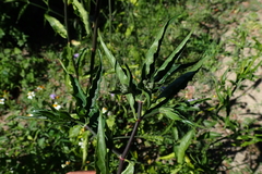 Clinacanthus nutans