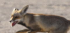 Vulpes vulpes arabica