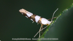 Argyresthia brockeella