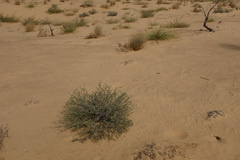 Heliotropium kotschyi