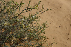 Heliotropium kotschyi