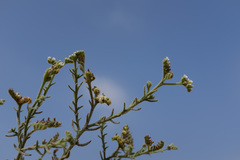 Heliotropium kotschyi