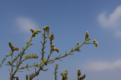 Heliotropium kotschyi