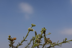 Heliotropium kotschyi