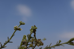 Heliotropium kotschyi