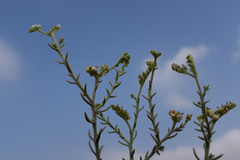 Heliotropium kotschyi