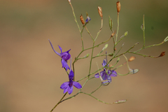 Delphinium consolida paniculatum