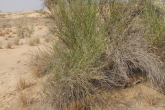 Leptadenia pyrotechnica