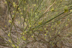 Leptadenia pyrotechnica