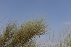 Leptadenia pyrotechnica