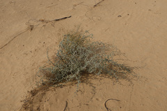 Rhynchosia schimperi