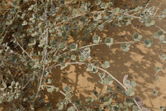 Rhynchosia schimperi