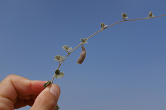 Rhynchosia schimperi