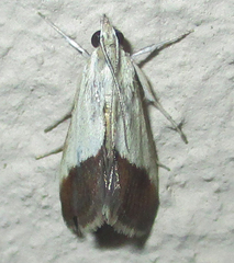 Tegostoma bipartalis
