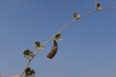 Rhynchosia schimperi