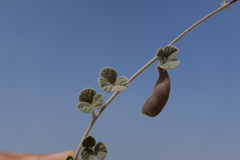 Rhynchosia schimperi