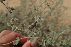 Rhynchosia schimperi