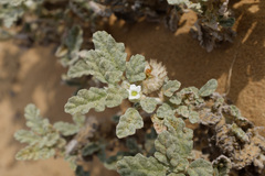 Neurada procumbens