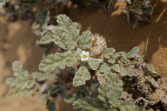 Neurada procumbens